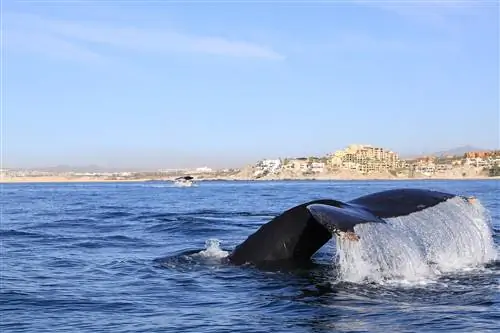 Астрид Дарр @astrid_daerr-5495