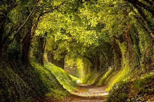 9 потрясающих тоннелей деревьев по всему миру