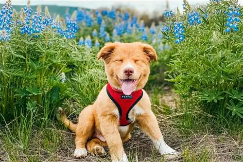 9 лучших инфлюенсеров животных в Instagram