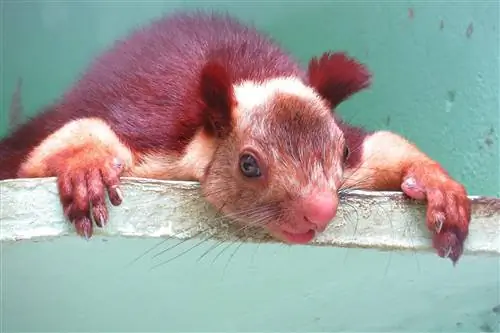 Гигантские пурпурные белки захватывают Интернет (и мы нашли их в реальной жизни)