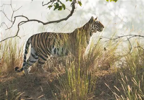 Это невероятное сафари - настоящая книга джунглей