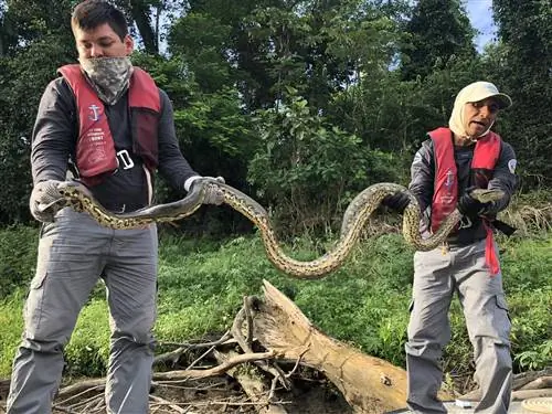 Покажи и расскажи 2 с 16-футовой анакондой