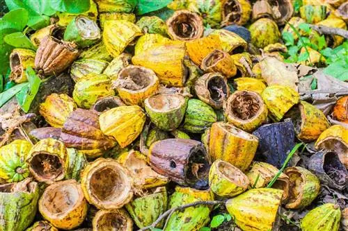 Есть много вещей, которые можно сделать с шоколадом, кроме того, чтобы съесть его на этом карибском острове