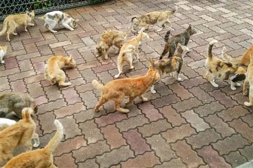 Любители кошек должны отправиться в эти 11 направлений