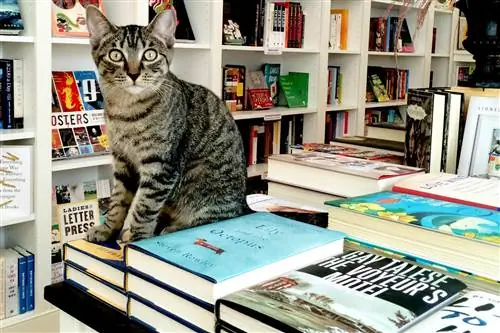 17 Кошки из книжного магазина, ради которых стоит съездить