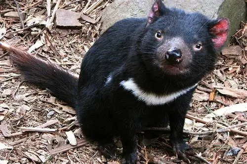 9 мест, где можно найти настоящего тасманского дьявола