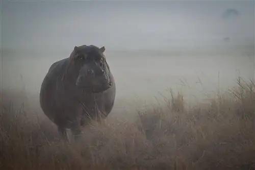 10 фотографий, которые отправят вас в сафари на воздушном шаре