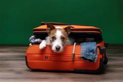 Как путешествовать по миру со своим питомцем