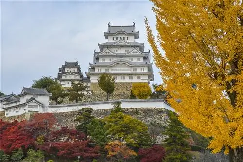Image Image