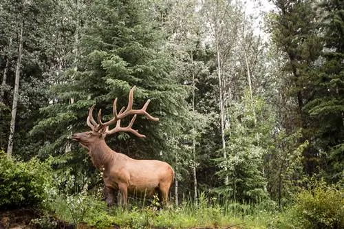 RM18_JTC_Wildlife_Elk RM18_JTC_Wildlife_Elk