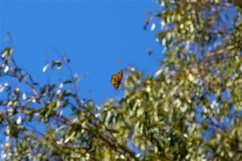CaliMonarchButterflies-_DSC0651-75 CaliMonarchButterflies-_DSC0651-75