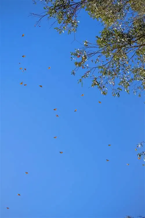 CaliMonarchButterflies-_DSC0776-91 CaliMonarchButterflies-_DSC0776-91
