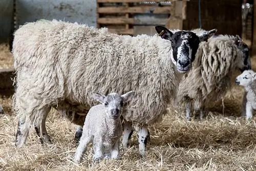 Овцы и ягнята во дворце Бленхейм (2)