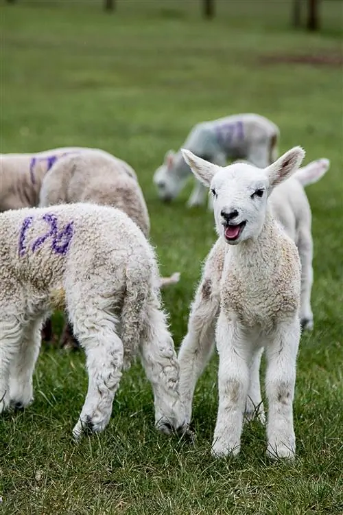 Овцы и ягнята во дворце Бленхейм (4)