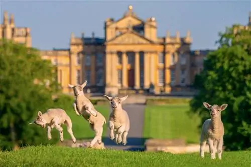 Овцы и ягнята во дворце Бленхейм (6)