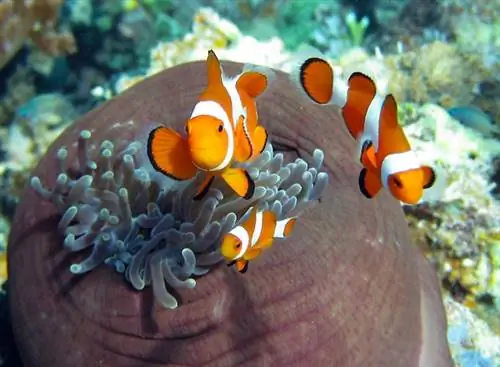 Ложная рыба-клоун-анемон (Amphiprion ocellaris)