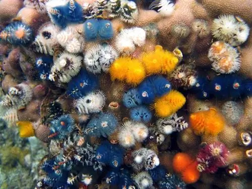 Совокупность елочных червей (Spirobranchus spp.)