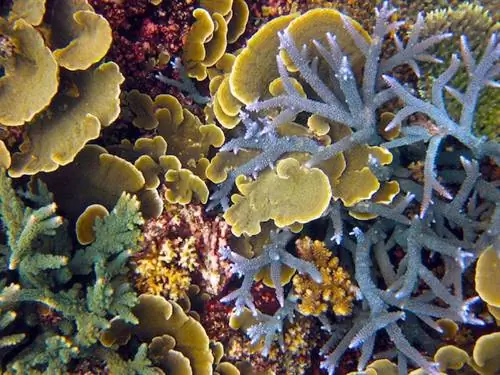 Комплекс кораллов (в основном виды Acropora и Montipora).