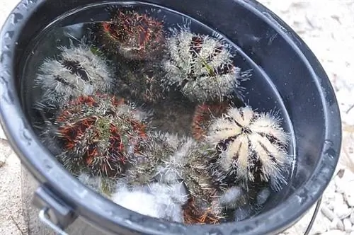 Разноцветные морские ежи на продажу