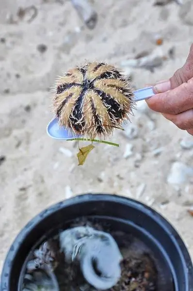 Морские ежи на продажу