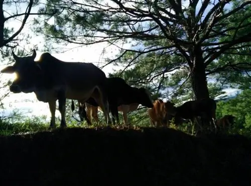 Путь, наполненный Му - Джером Деликина