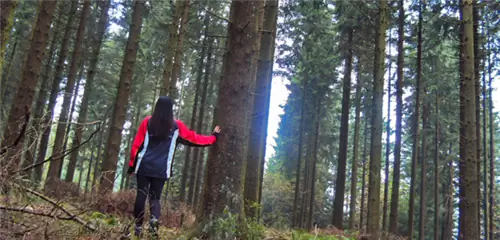 Пробуем заняться спортивным ориентированием в Арденнах.