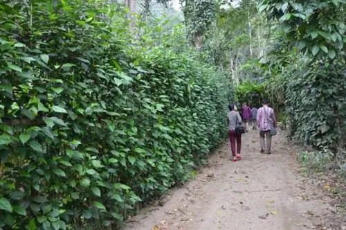 Плантации специй