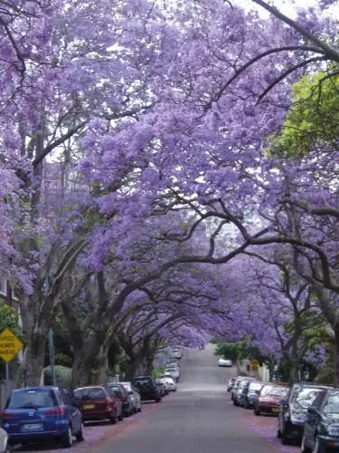 Сидней Жакаранда Сезон