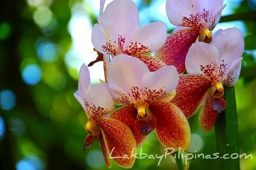 Waling Waling Orchids в Malagos Garden Resort