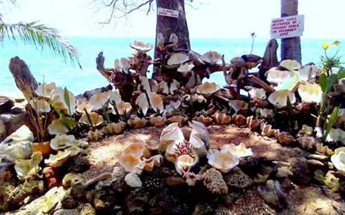 Кладбище в заповеднике гигантских моллюсков