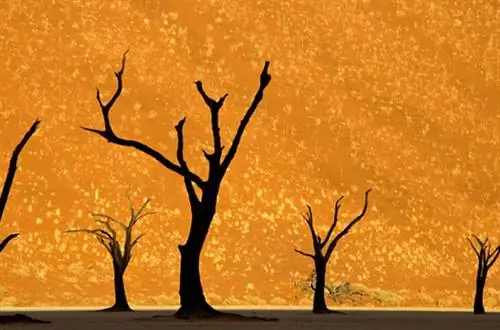 Дедвлей Намибия