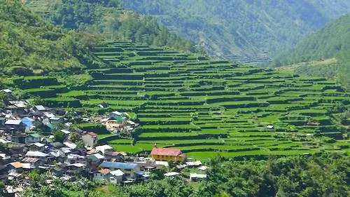 Рисовые террасы Бай-йо в Бонток