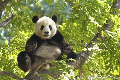 Панда в Гуанчжоу