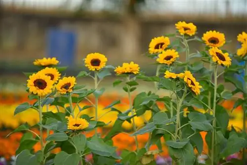 СМОТРИТЕ: Гигантский лабиринт подсолнухов в Пангасинане