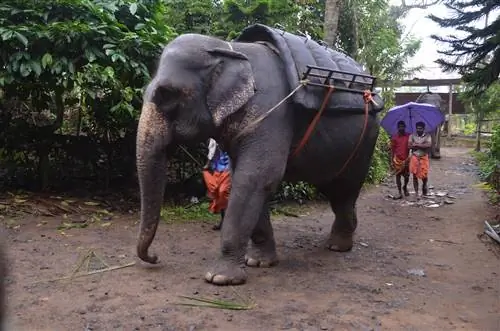 Тропа Таскера: волнующая поездка на слоне в Теккади, Керала