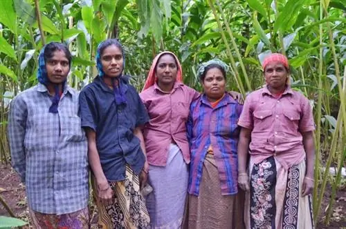 Фермеры, выращивающие специи кардамон