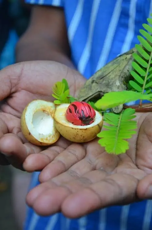 Специя мускатный орех