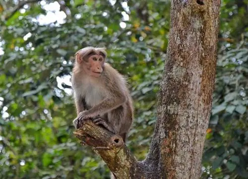 Дружелюбная обезьяна возле входа в озеро Перияр