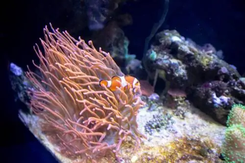 Некоторые из дружелюбных водных животных в SEA LIFE Hannover