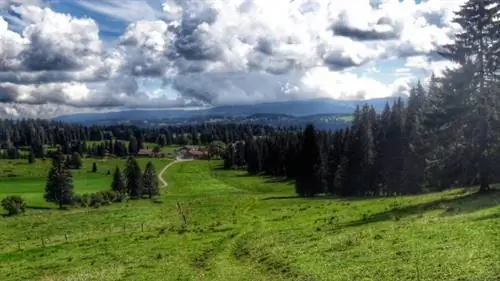 Дорога абсента