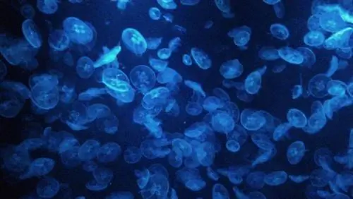 Морское желе зрелище