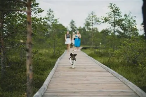 Лучшие отели для любителей животных
