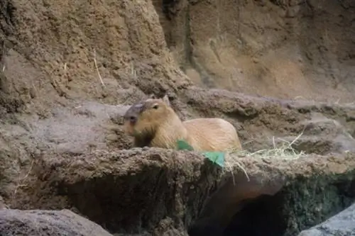 Темпозан Анипа в аквариуме Осаки