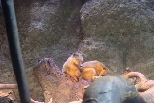 Коати с кольцевидным хвостом из Панамского залива.