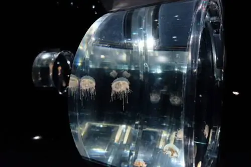 Желейный аквариум