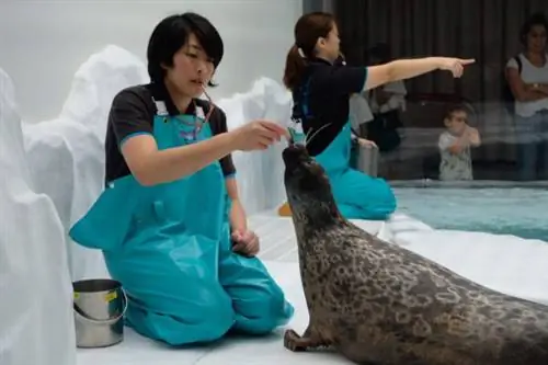 Морской лев в Осаке