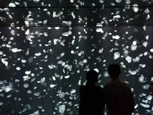 Медузы в аквариуме Осаки