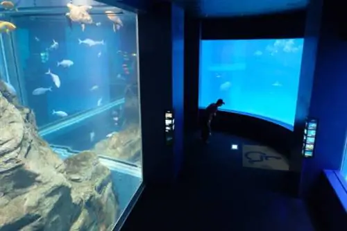 Один из крупнейших аквариумов в мире