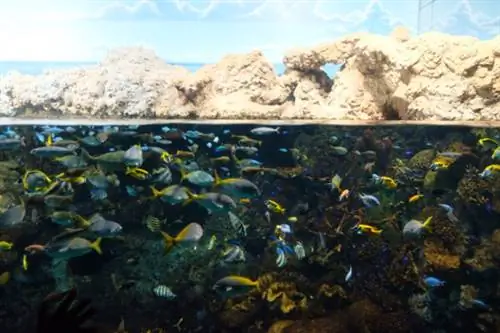 Красочная морская жизнь в аквариуме Осаки