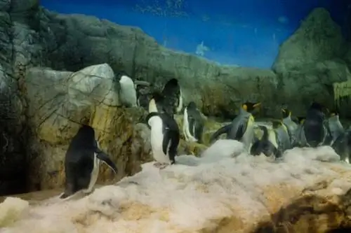 Пингвины в аквариуме Осаки